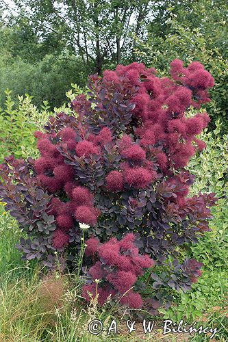 perukowiec podolski Cotinus coggygria