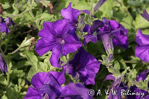 Petunia ogrodowa petunia hybrida)