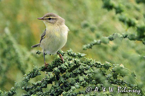 pierwiosnek zwyczajny Phylloscopus collybita