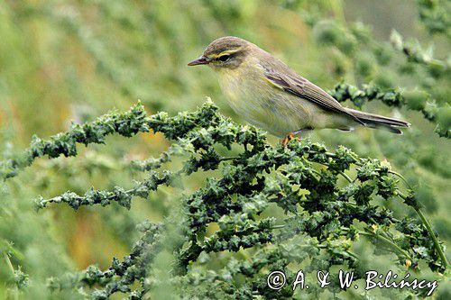 pierwiosnek zwyczajny Phylloscopus collybita