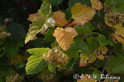 Pęcherznica kalinolistna, Physocarpus opulifolius, owoce