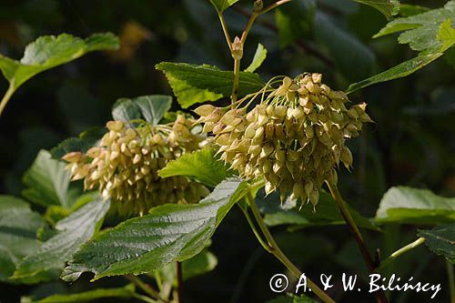 Pęcherznica kalinolistna, Physocarpus opulifolius, owoce