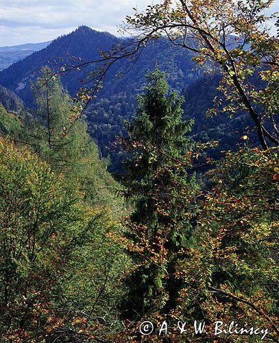 Pieniński Park Narodowy, widok z Czertezika