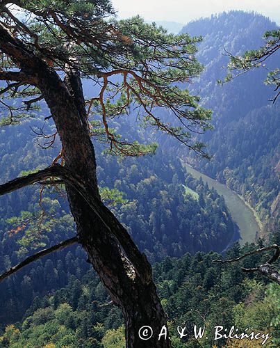 Pieniny, przełom Dunajca