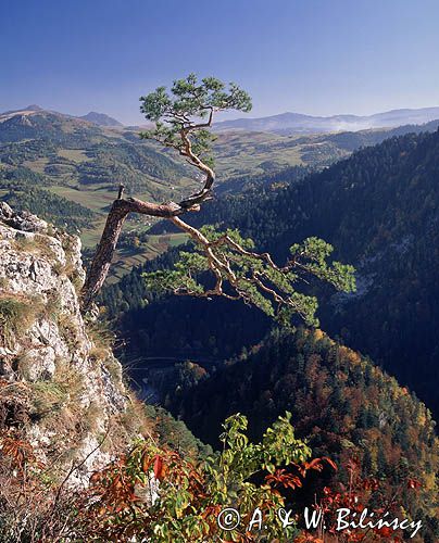 Pieniny, widok z Sokolicy