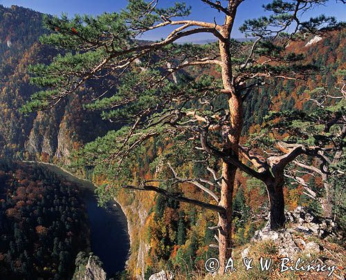 Pieniny, widok na przełom Dunajca z Sokolicy