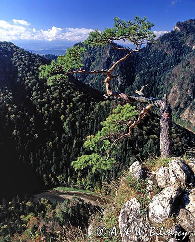 Pieniny, na Sokolicy