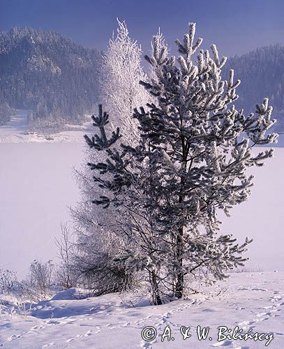 W Pieninach nad Zalewem Czorsztyńskim