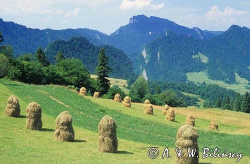 Widok z Palenicy na Pieniny - Sokolicę