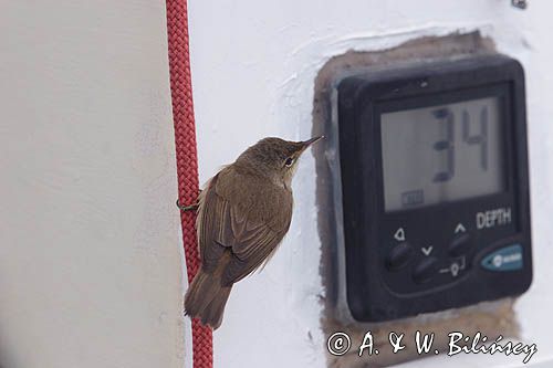 pierwiosnek Phylloscopus collybita na jachcie