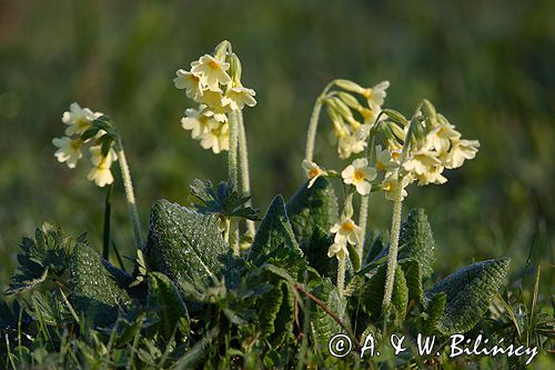 pierwiosnek wyniosły, Primula elatior pierwiosnka wyniosła