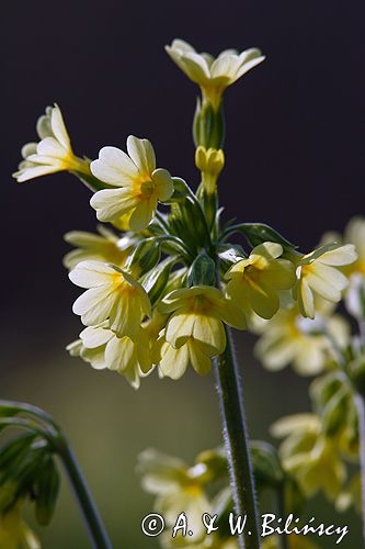 pierwiosnek wyniosły, Primula elatior pierwiosnka wyniosła