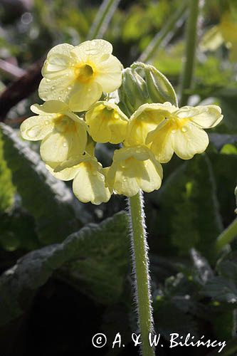 pierwiosnek wyniosły, Primula elatior pierwiosnka wyniosła