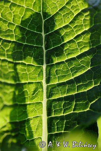 pierwiosnek wyniosły, Primula elatior pierwiosnka wyniosła