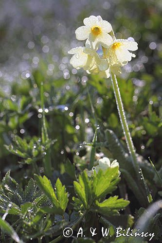 pierwiosnek wyniosły, Primula elatior pierwiosnka wyniosła