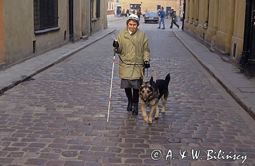 pies przewodnik niewidomego, owczarek niemiecki