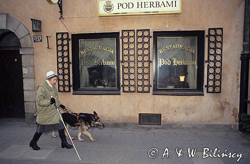 pies przewodnik niewidomego, owczarek niemiecki, ulica Piwna, restauracja Pod Herbami, Warszawa, w drodze do sklepu