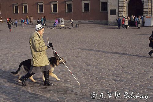 pies przewodnik niewidomego, owczarek niemiecki