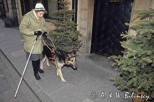 pies przewodnik niewidomego, owczarek niemiecki,