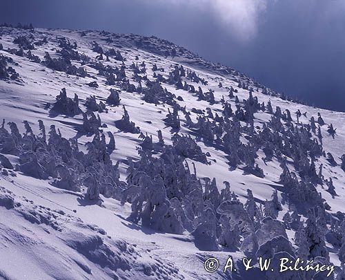 Beskid Żywiecki na Pilsku