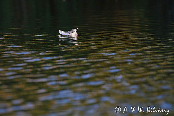 piórko, łabędź niemy, Cygnus olor