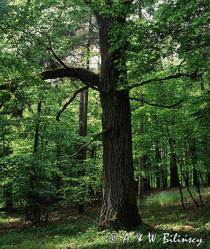 Puszcza Piska, dąb