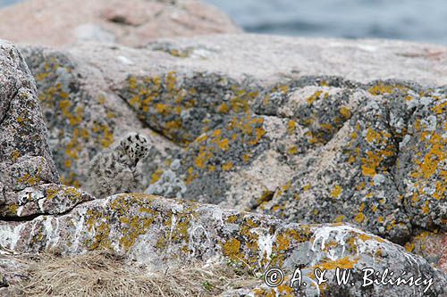 Mewy srebrzyste, Larus argentatus, pisklęta
