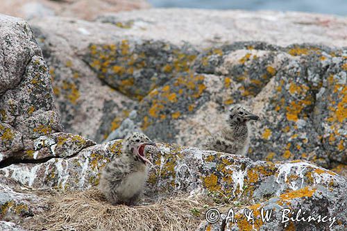 Mewy srebrzyste, Larus argentatus, pisklęta