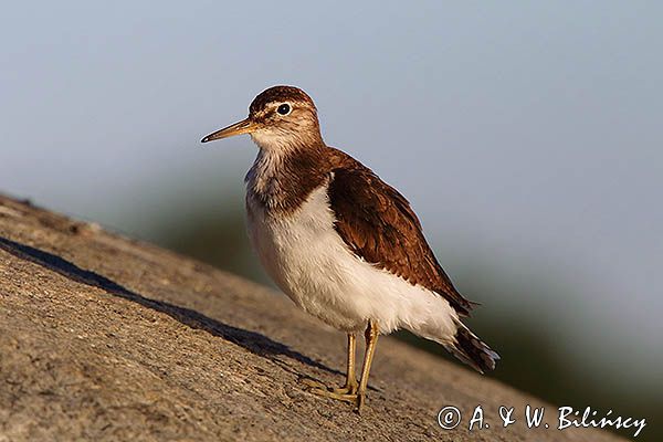 Brodziec piskliwy, brodziec krzykliwy, kuliczek piskliwy, piskliwiec, Actitis hypoleucos