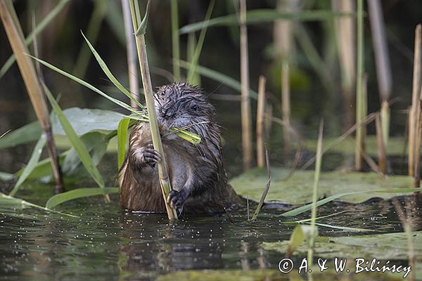 Piżmak amerykański, piżmak, piżmoszczur, szczur piżmowy, Ondatra zibethicus