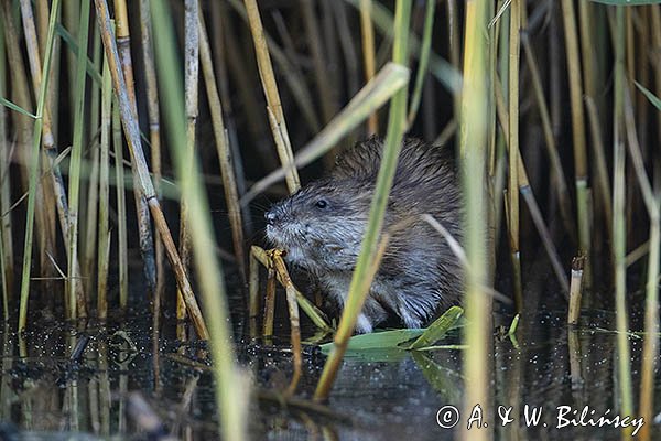 Piżmak amerykański, piżmak, piżmoszczur, szczur piżmowy, Ondatra zibethicus