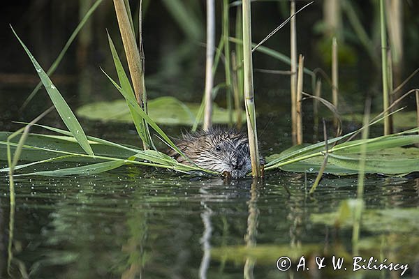Piżmak amerykański, piżmak, piżmoszczur, szczur piżmowy, Ondatra zibethicus