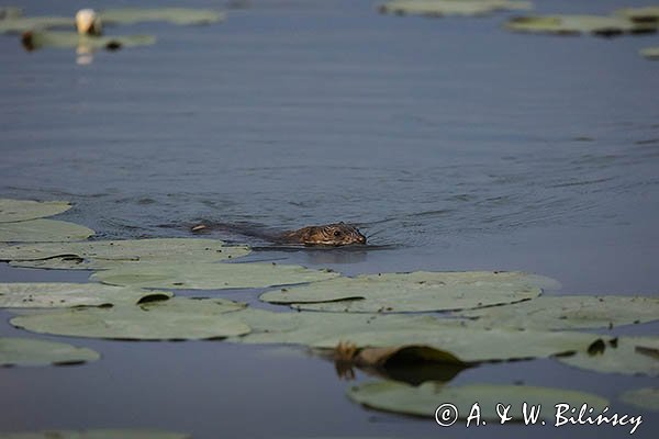 Piżmak amerykański, piżmak, piżmoszczur, szczur piżmowy, Ondatra zibethicus