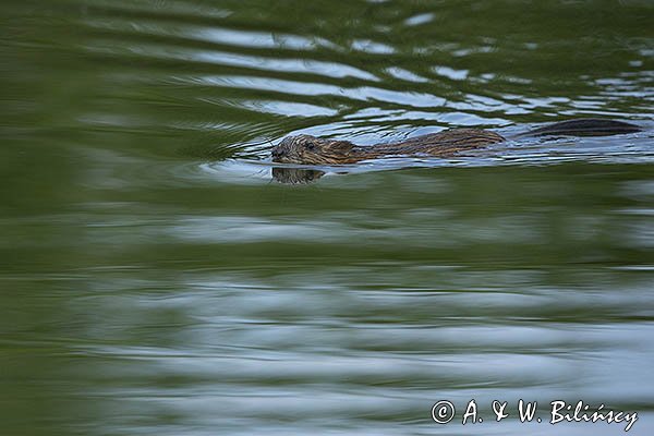 Piżmak amerykański, piżmak, piżmoszczur, szczur piżmowy, Ondatra zibethicus