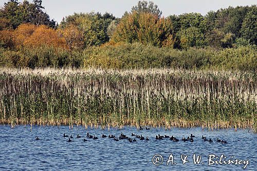 Plauersee, łyski, Pojezierze Meklemburskie, Meklemburgia-Pomorze Przednie, Niemcy