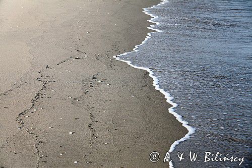 plaża, Zatoka Gdańska, Bałtyk