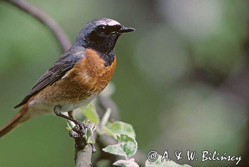 pleszka samiec, Phoenicurus phoenicurus