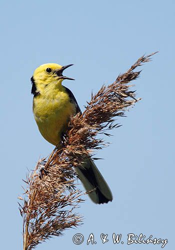 Pliszka cytrynowa, Motacilla citreola, The Citrine Wagtail, Yellow-headed Wagtail, fot. A. & W. Bilińscy 