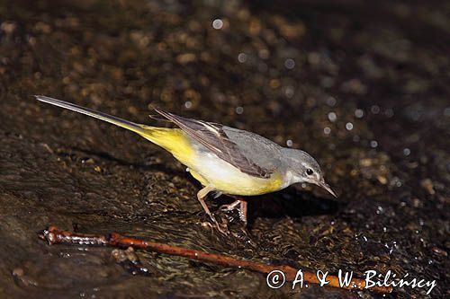 Pliszka górska, Motacilla cinerea