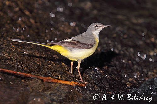 Pliszka górska, Motacilla cinerea