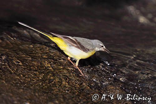 Pliszka górska, Motacilla cinerea