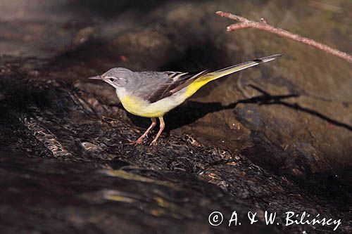 Pliszka górska, Motacilla cinerea