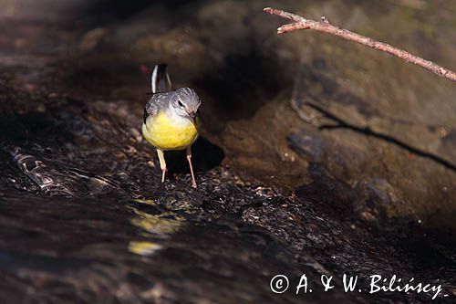 Pliszka górska, Motacilla cinerea