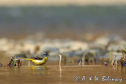 Pliszka górska, Motacilla cinerea, Grey wagtail fot A&W Bilińscy, fotografia przyrodnicza