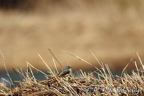 Pliszka górska, Motacilla cinerea