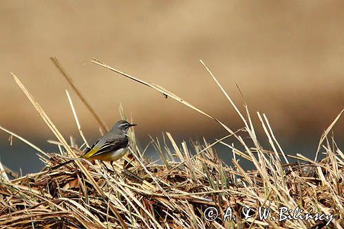 Pliszka górska, Motacilla cinerea