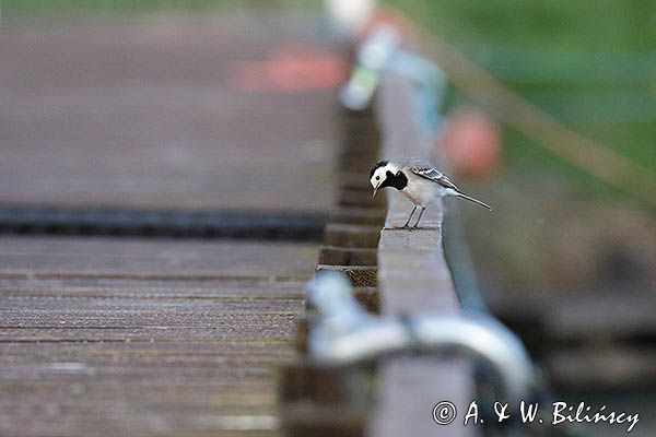 Pliszka siwa, Motacilla alba