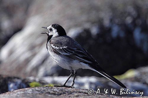 pliszka siwa, Motacilla alba