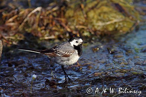 pliszka siwa, Motacilla alba