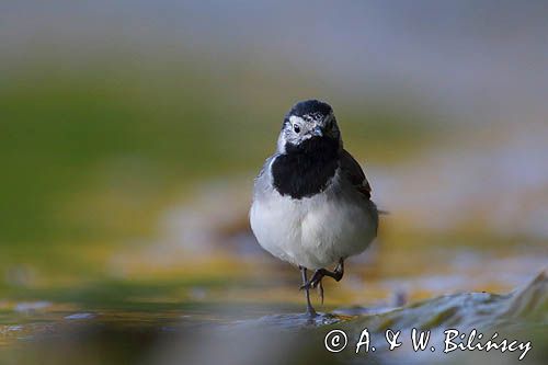 Pliszka siwa, Motacilla alba